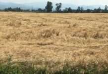 “Cereali e dintorni”. L’USDA segna una tendenza al ribasso.