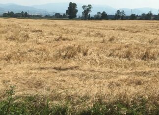 “Cereali e dintorni”. L’USDA segna una tendenza al ribasso.