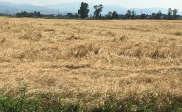 “Cereali e dintorni”. L’USDA segna una tendenza al ribasso.