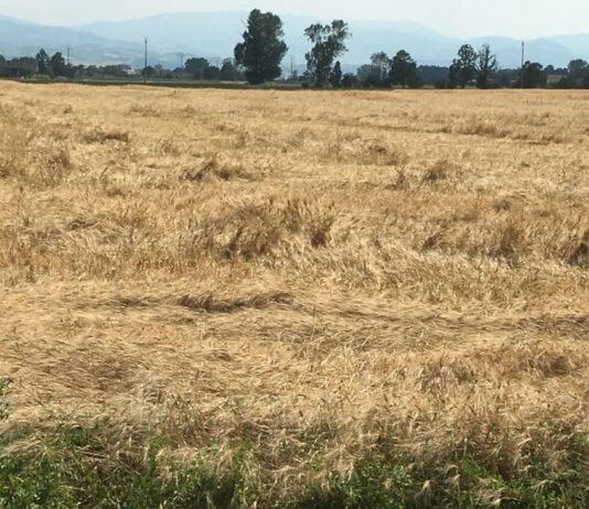 “Cereali e dintorni”. L’USDA segna una tendenza al ribasso.