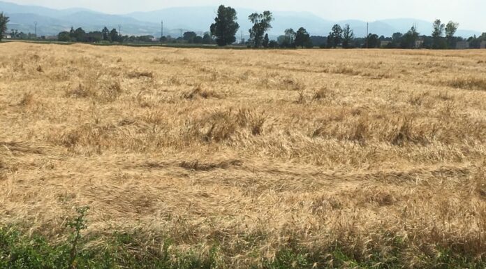 “Cereali e dintorni”. L’USDA segna una tendenza al ribasso.