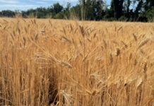 “Cereali e dintorni”. Nel guado?