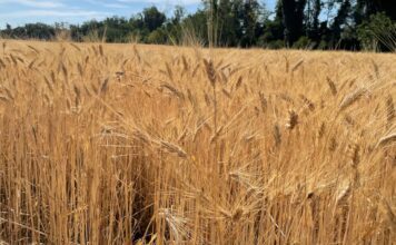 “Cereali e dintorni”. Nel guado?