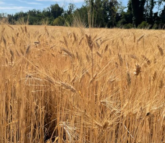 “Cereali e dintorni”. Nel guado?