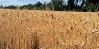 “Cereali e dintorni”. Anno Nuovo e Vecchi Problemi.