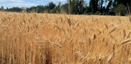 “Cereali e dintorni”. Anno Nuovo e Vecchi Problemi.