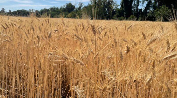 “Cereali e dintorni”. Anno Nuovo e Vecchi Problemi.