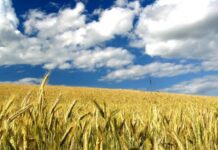 “Cereali e dintorni”. Le incertezze sono le uniche certezze.