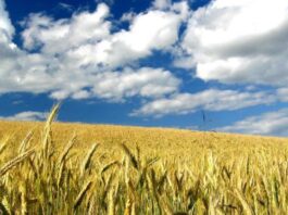 “Cereali e dintorni”. Le incertezze sono le uniche certezze.