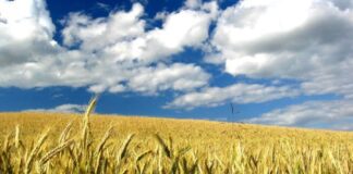 “Cereali e dintorni”. Le incertezze sono le uniche certezze.