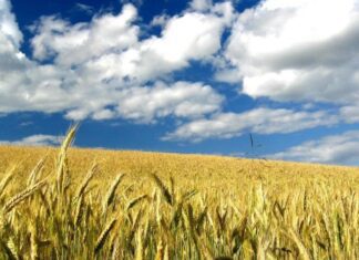 “Cereali e dintorni”. Le incertezze sono le uniche certezze.