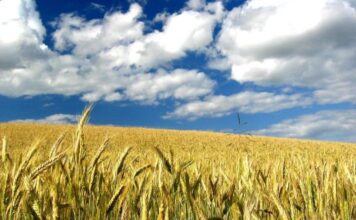 “Cereali e dintorni”. Le incertezze sono le uniche certezze.