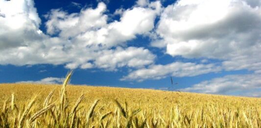 “Cereali e dintorni”. Le incertezze sono le uniche certezze.