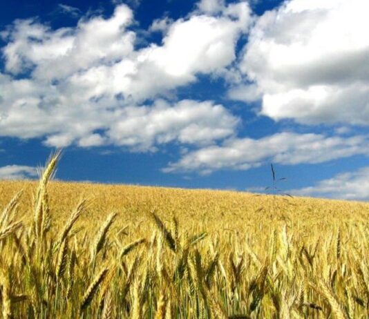 “Cereali e dintorni”. Le incertezze sono le uniche certezze.