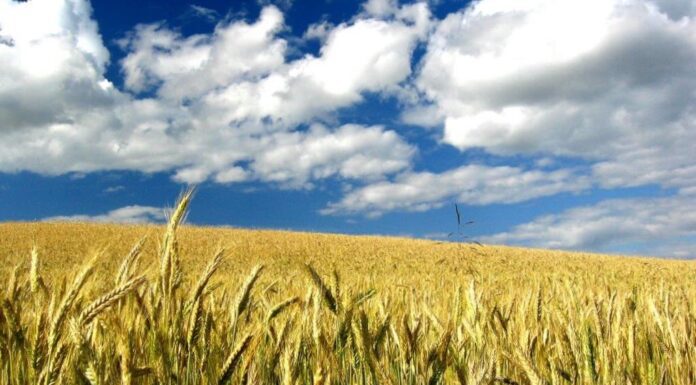 “Cereali e dintorni”. Le incertezze sono le uniche certezze.