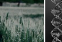 Mercosur, India e OGM CRISPR: disastro socio-ambientale senza precedenti