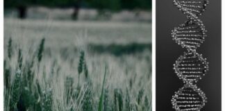 Mercosur, India e OGM CRISPR: disastro socio-ambientale senza precedenti