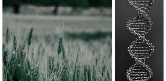 Mercosur, India e OGM CRISPR: disastro socio-ambientale senza precedenti