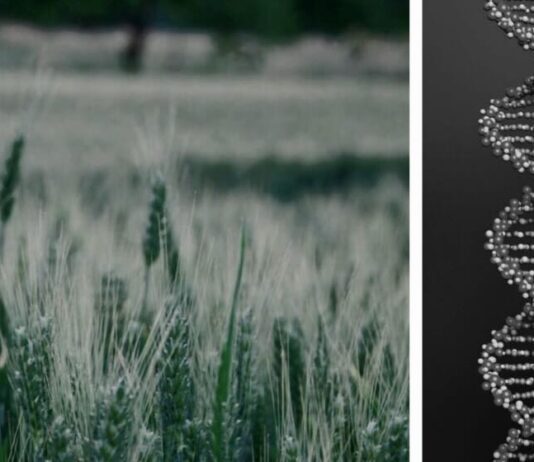 Mercosur, India e OGM CRISPR: disastro socio-ambientale senza precedenti