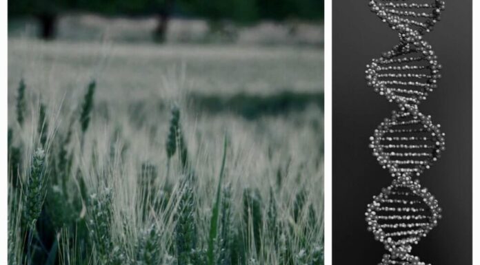 Mercosur, India e OGM CRISPR: disastro socio-ambientale senza precedenti