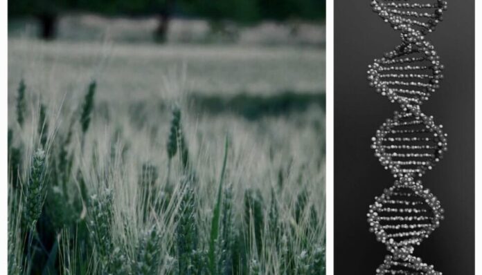 1 cop dna_agricoltura-980x980 (1)