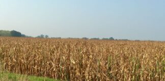 “Cereali e dintorni”. Mais, segni di ripresa.