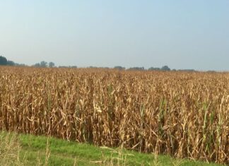“Cereali e dintorni”. Mais, segni di ripresa.