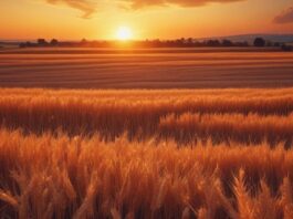 “Cereali e dintorni”. La debolezza del dollaro non favorisce l’export