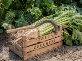 Barbabietola da zucchero: il sostegno accoppiato al reddito per superficie è un rilevante contributo al mantenimento della filiera