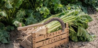 Barbabietola da zucchero: il sostegno accoppiato al reddito per superficie è un rilevante contributo al mantenimento della filiera