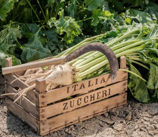 Barbabietola da zucchero: il sostegno accoppiato al reddito per superficie è un rilevante contributo al mantenimento della filiera