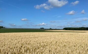 “Cereali e dintorni”. Il mercato langue come è tradizione stagionale.