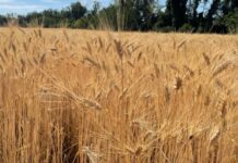 “Cereali e dintorni”. Mercati tendenzialmente stabili e sul fondo.