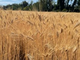 “Cereali e dintorni”. Mercati tendenzialmente stabili e sul fondo.