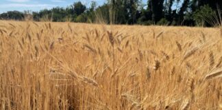 “Cereali e dintorni”. Mercati tendenzialmente stabili e sul fondo.