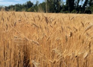 “Cereali e dintorni”. Mercati tendenzialmente stabili e sul fondo.