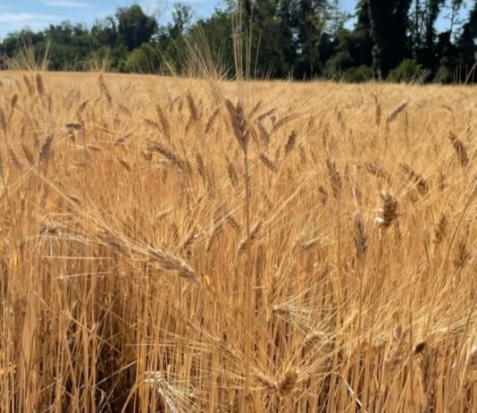 “Cereali e dintorni”. Mercati tendenzialmente stabili e sul fondo.
