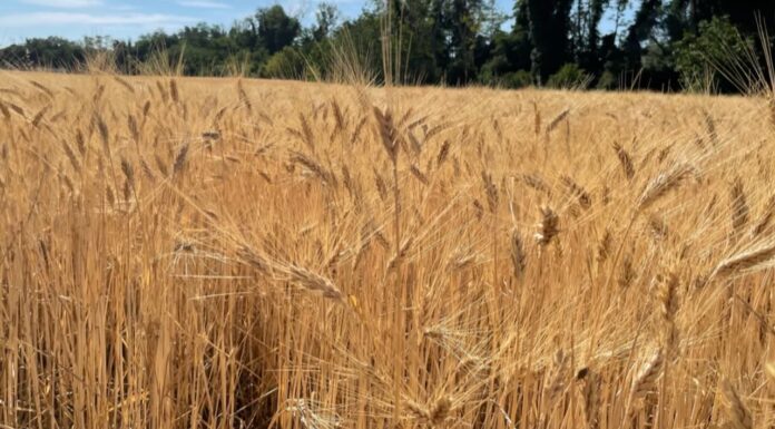 “Cereali e dintorni”. Mercati tendenzialmente stabili e sul fondo.