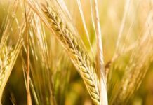 “Cereali e dintorni”. Dopo il “boom”siamo alle prese di profitto.