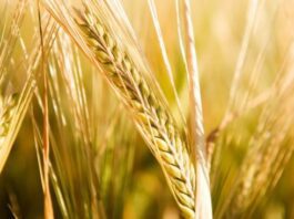 “Cereali e dintorni”. Dopo il “boom”siamo alle prese di profitto.