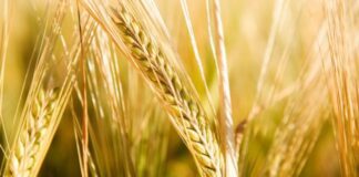 “Cereali e dintorni”. Dopo il “boom”siamo alle prese di profitto.