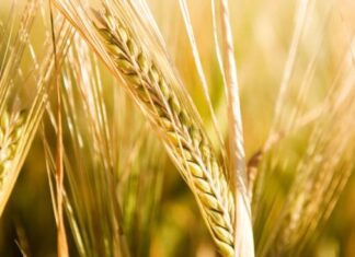 “Cereali e dintorni”. Dopo il “boom”siamo alle prese di profitto.