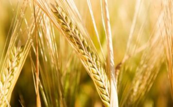 “Cereali e dintorni”. Dopo il “boom”siamo alle prese di profitto.