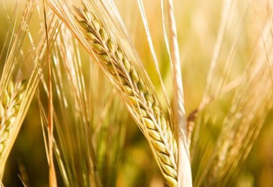 “Cereali e dintorni”. Dopo il “boom”siamo alle prese di profitto.