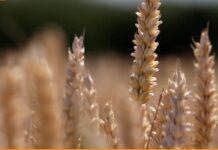 Agrifood Magazine. I raggi gamma per conservare meglio il grano