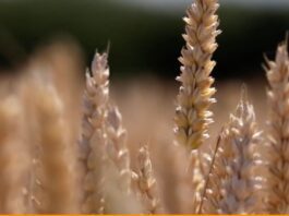 Agrifood Magazine. I raggi gamma per conservare meglio il grano