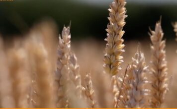 Agrifood Magazine. I raggi gamma per conservare meglio il grano