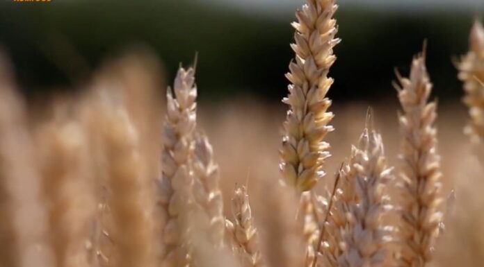 Agrifood Magazine. I raggi gamma per conservare meglio il grano