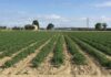 Pomodoro da industria: raggiunto l’accordo quadro di campagna nel bacino nord.