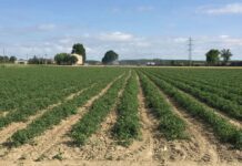 Pomodoro da industria: raggiunto l’accordo quadro di campagna nel bacino nord.